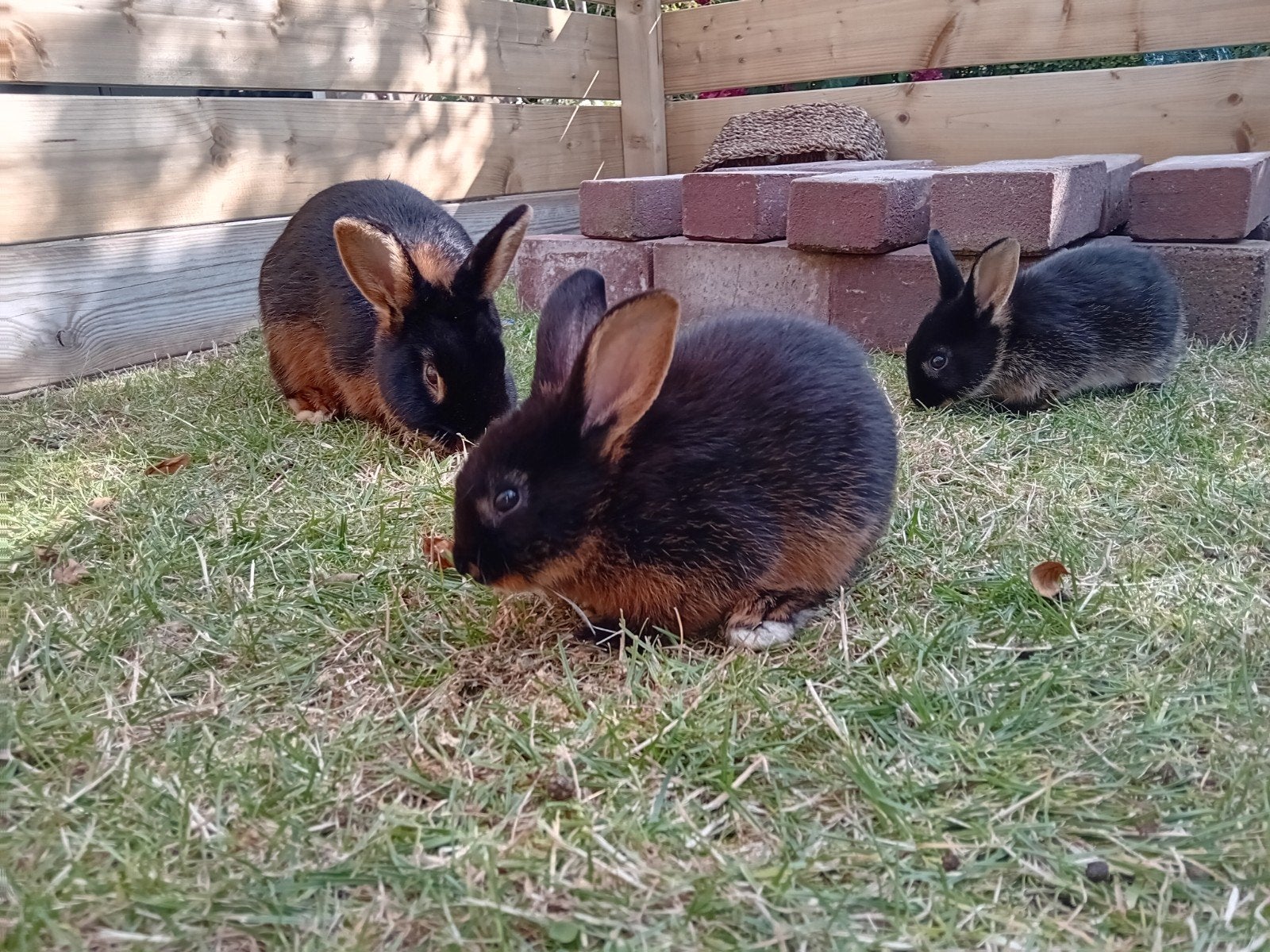 Jonge konijntjes Black and Tan, Dieren en Toebehoren, Konijnen
