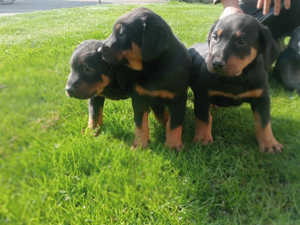 Beauceron pups, België, Particulier, Reu, 8 tot 15 weken
