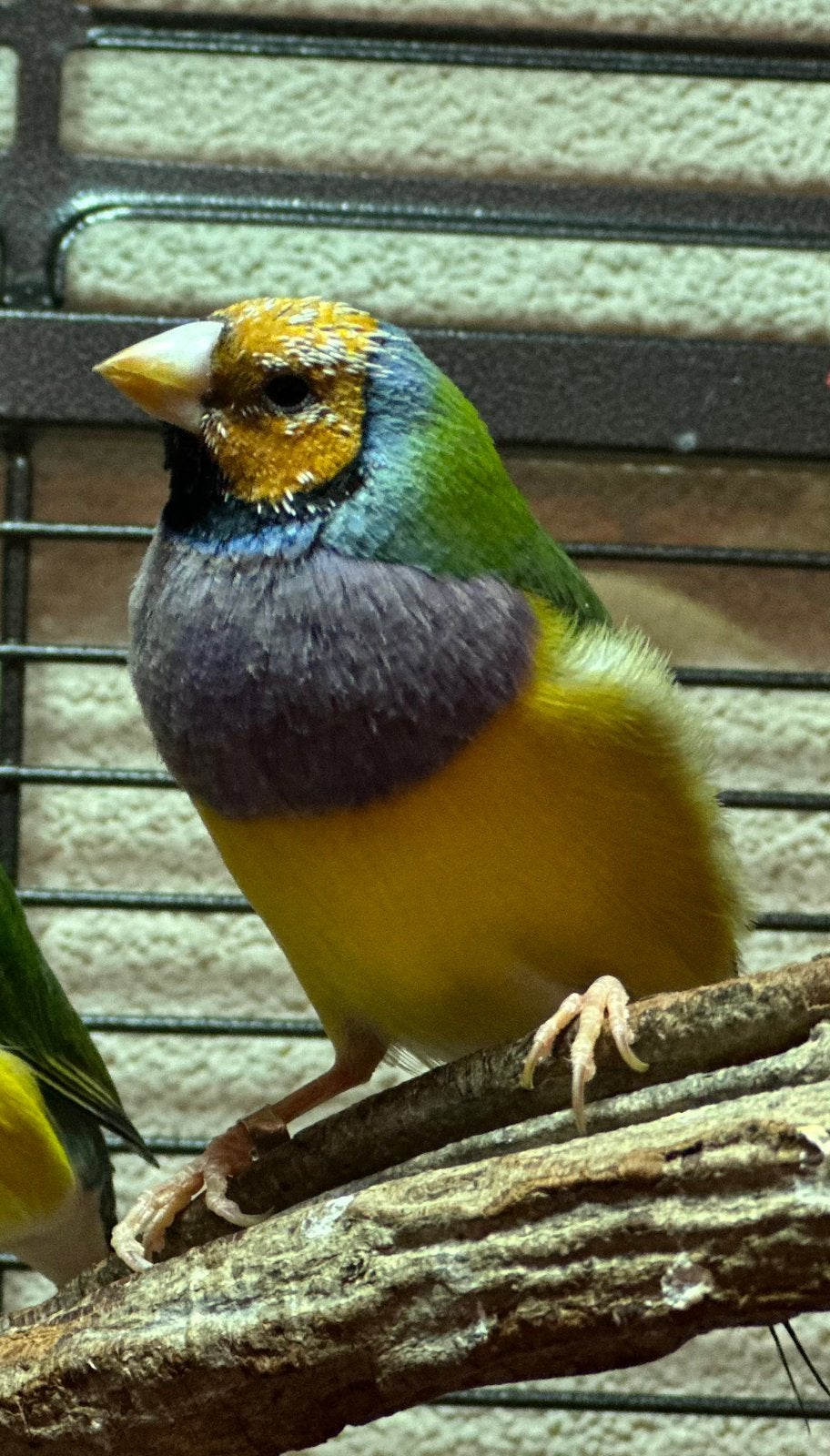 Gouldamadine man, Mannelijk
