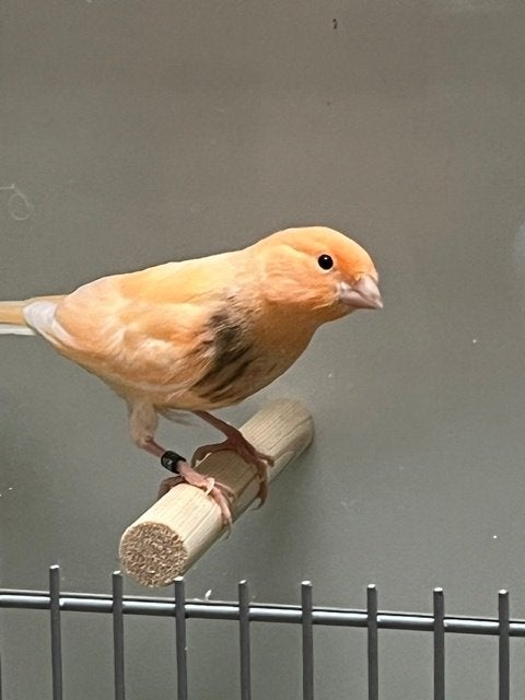 Jonge harlekijn man 2026, Dieren en Toebehoren, Mannelijk, Kleurkanarie