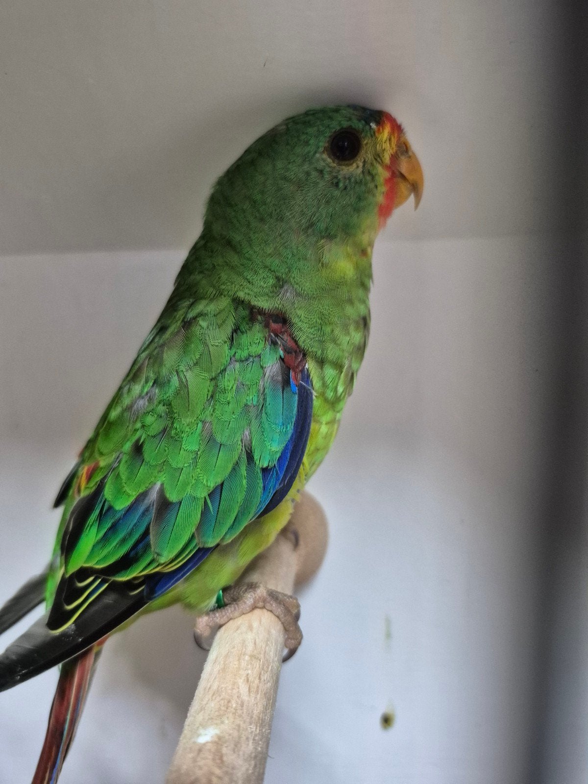 koppel swiftparkieten, Meerdere dieren, Parkiet