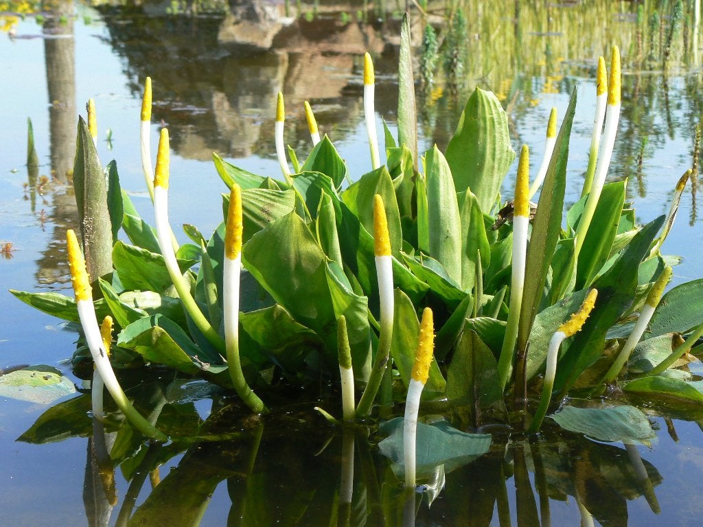 Vijverplanten., Ophalen, Nieuw