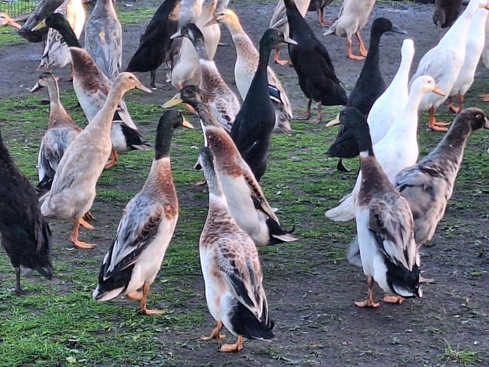 Indische loopeenden, Dieren en Toebehoren, Meerdere dieren, Eend