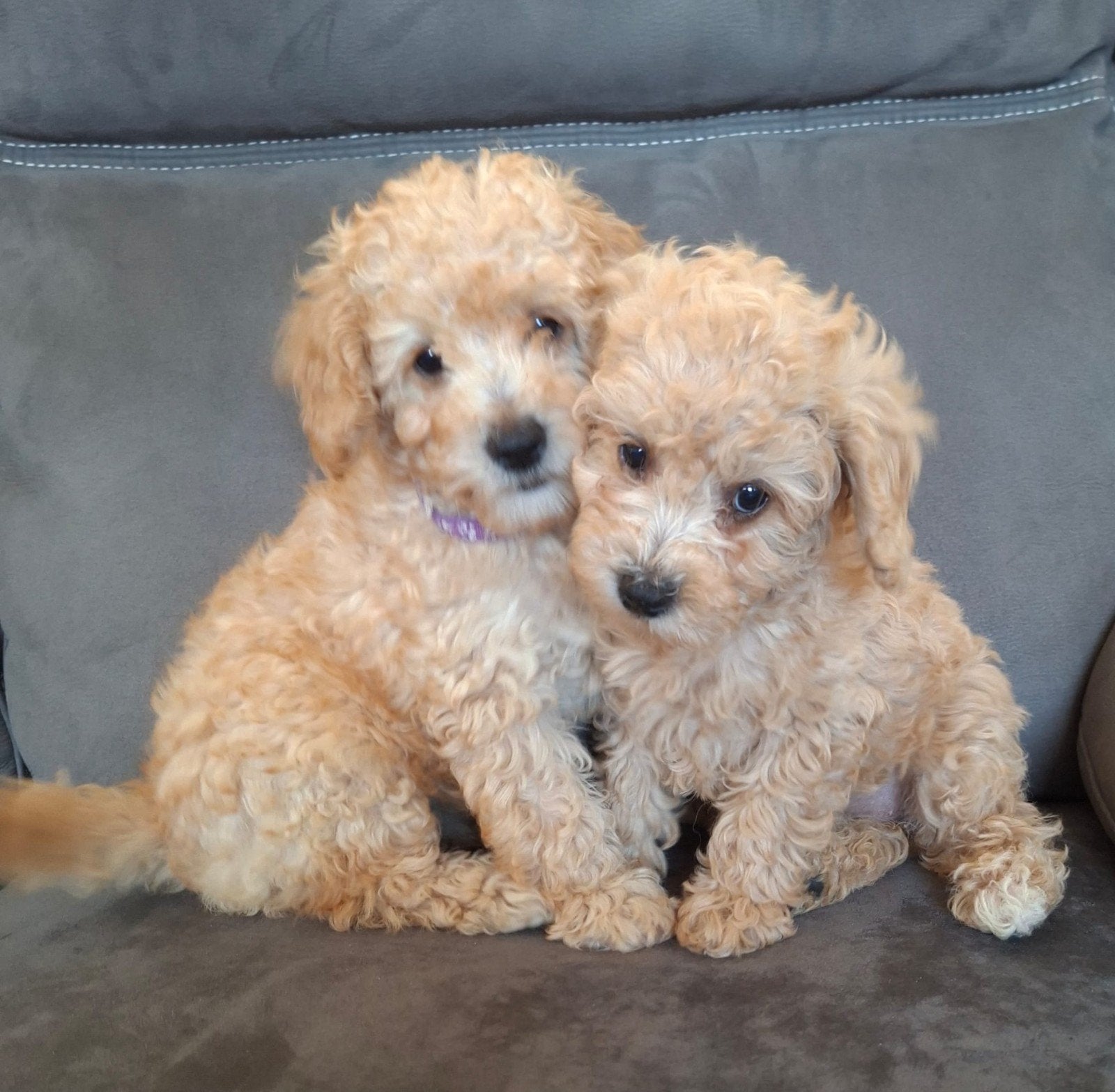 Superlief gastgezin gezocht voor één van deze prachtige pups, Poedel, Parvo, 8 tot 15 weken, Teef