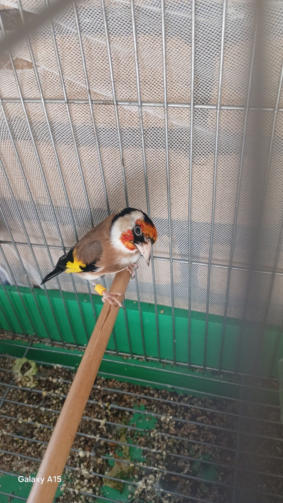 Een-Echt kleine parva putter Zuiver van 2025.Mo., Dieren en Toebehoren, Mannelijk, Wildzangvogel, Geringd