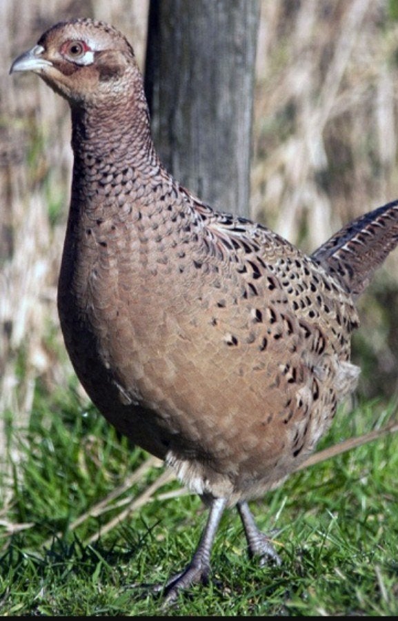 RUILEN Jonge Bosfazant haan tegen jonge hen of haan, Dieren en Toebehoren