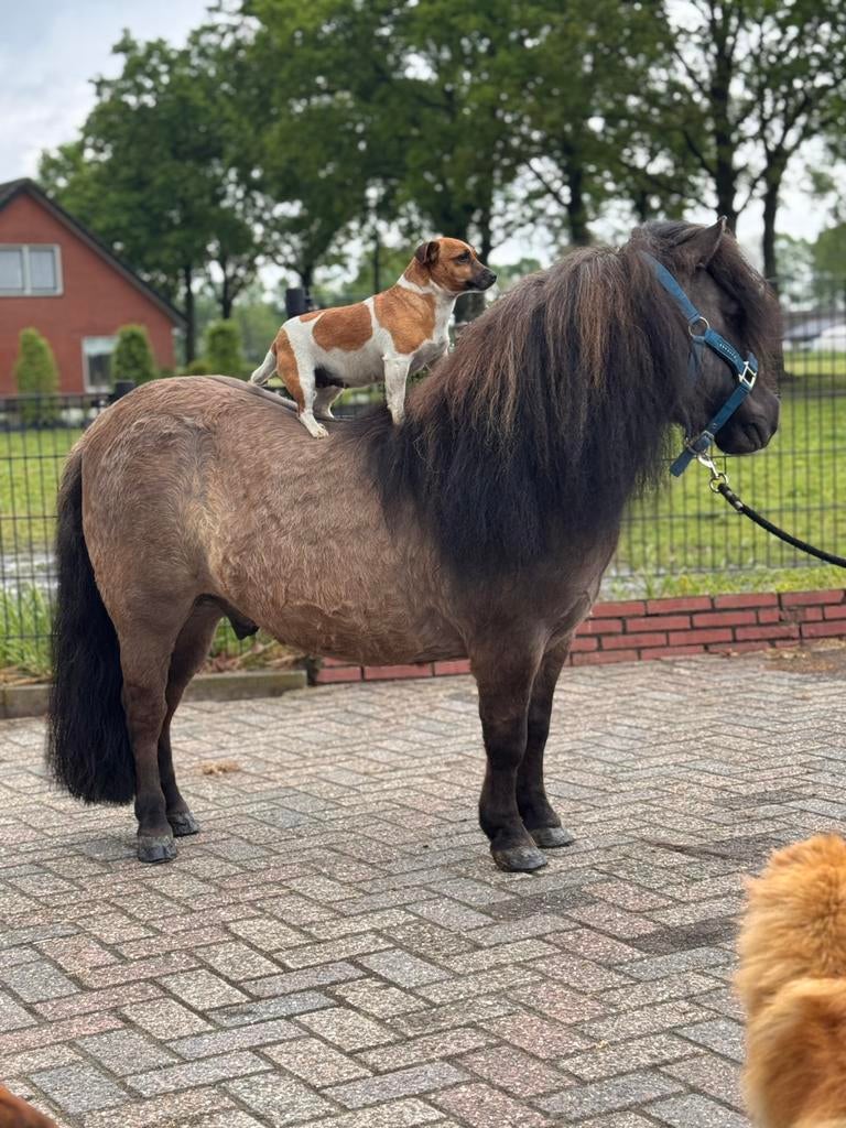 💙🩵Zeer knappe stamboek ruin! (Blue Dun)🩵💙brave vos ruin!, Dieren en Toebehoren, Pony's, Met stamboom, Ruin, A pony (tot 1.17m)