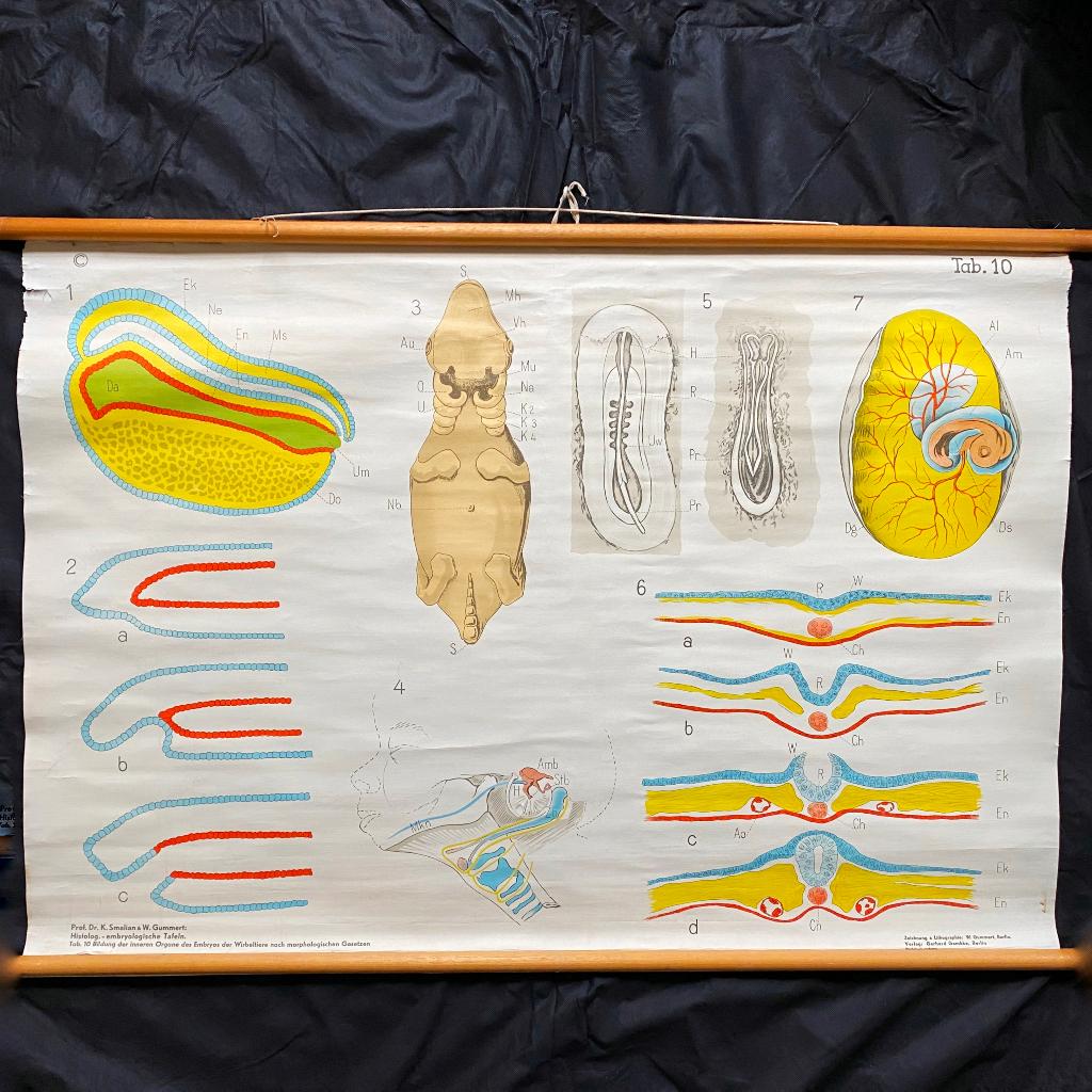 Schoolplaat Ontwikkeling embryo, Antiek en Kunst, Antiek | Schoolplaten, Ophalen of Verzenden, Natuur en Biologie