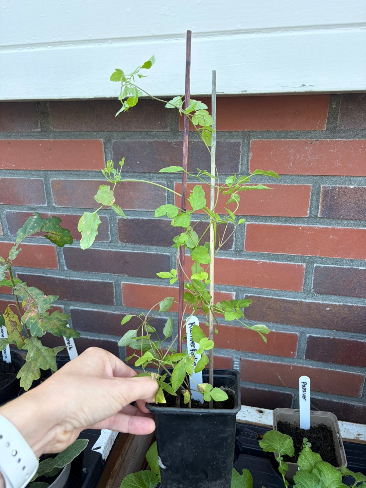 1x kamperfoelie klimplant - beschikbaar in bieb, Tuin en Terras, Ophalen, Vaste plant, Klimplanten, Volle zon