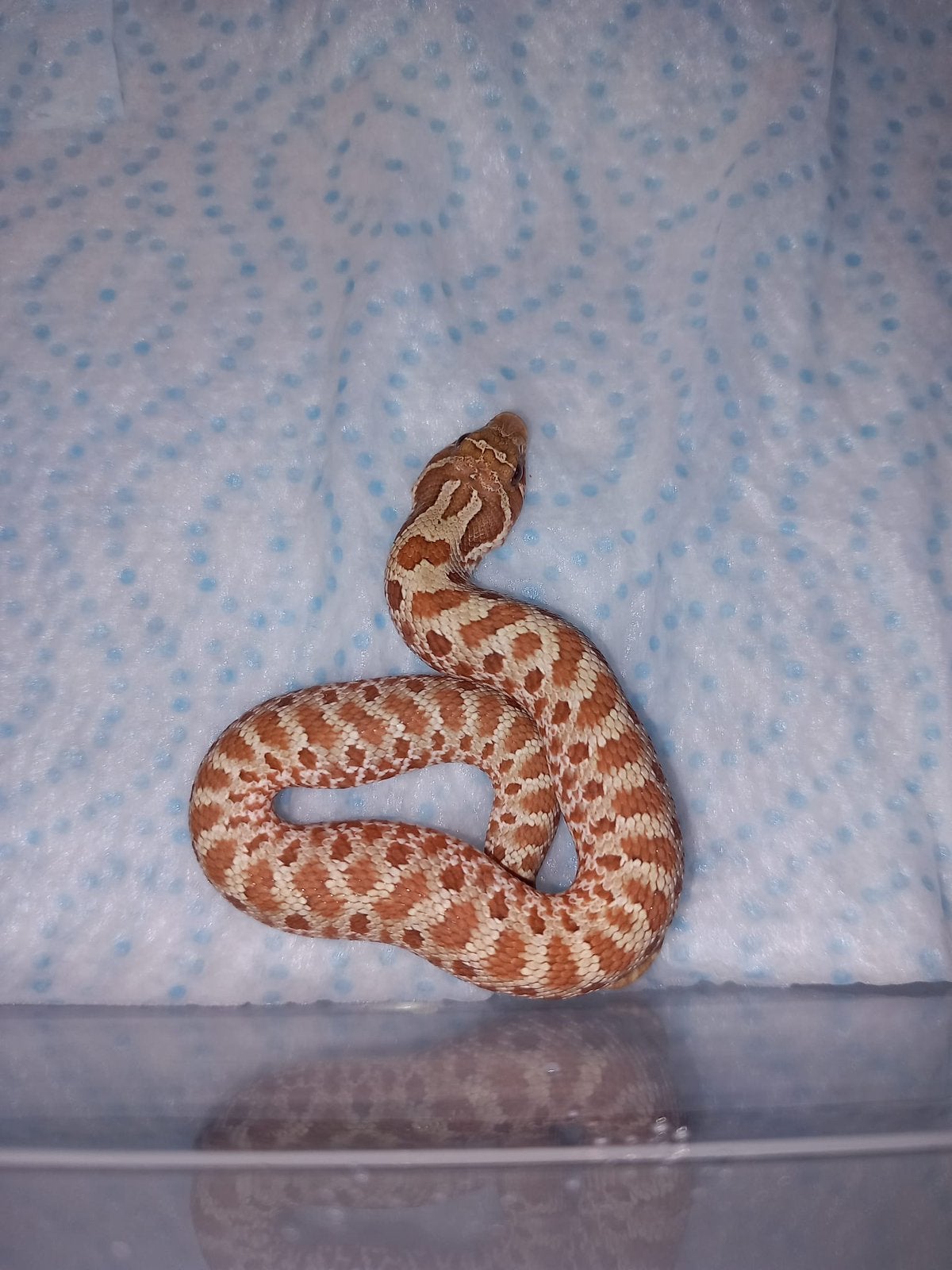 Toffee en toffeeglow van 27-04-2026/01-06-2026, Dieren en Toebehoren, Reptielen en Amfibieën, Slang, Tam, 0 tot 2 jaar