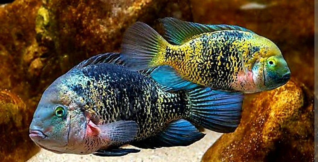 Kweekkoppel Vieja Hetrospila, Dieren en Toebehoren, Vissen | Aquariumvissen, Vis, Zoetwatervis