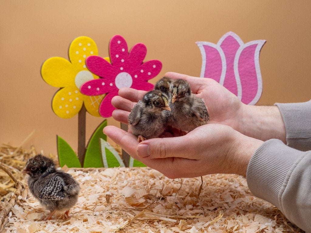 Barnevelder kriel zilver gezoomd kuikens gesekst & ingeënt, Dieren en Toebehoren, Pluimvee, Vrouwelijk, Kip