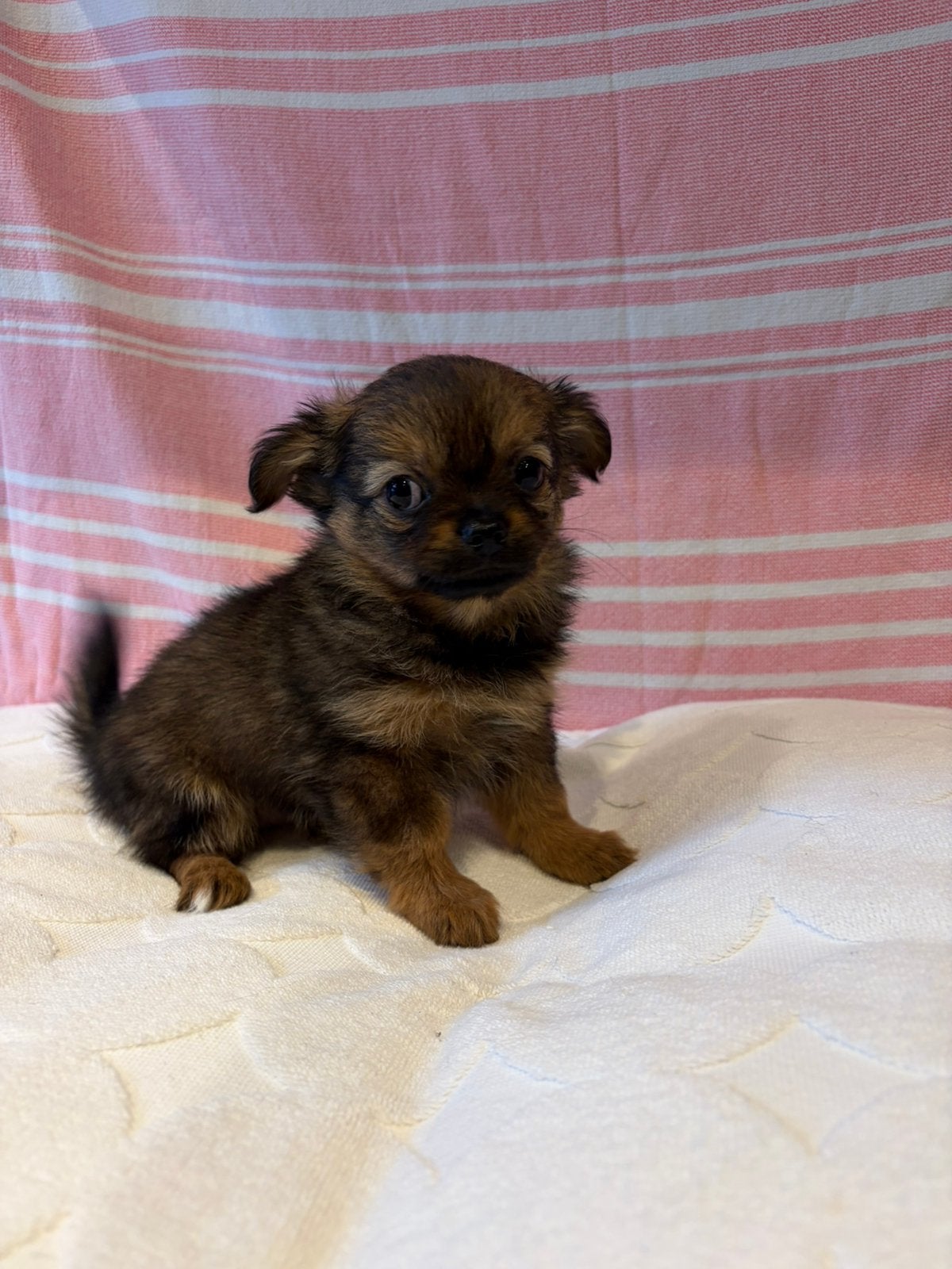 TE Koop Pomchi Pups, Overige rassen, 8 tot 15 weken, Teef, CDV (hondenziekte)
