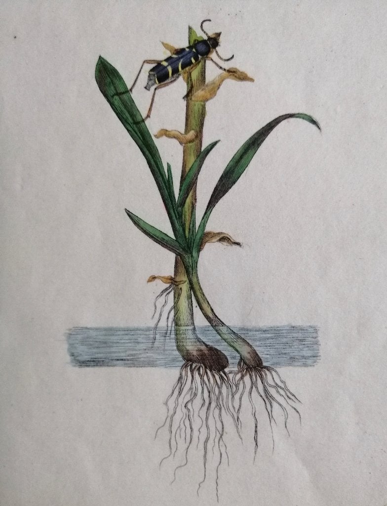 Engelse kopergravure insect -Entomologie -1791, 1800 - 1899, Gravure, Flora en Fauna, Handgekleurd