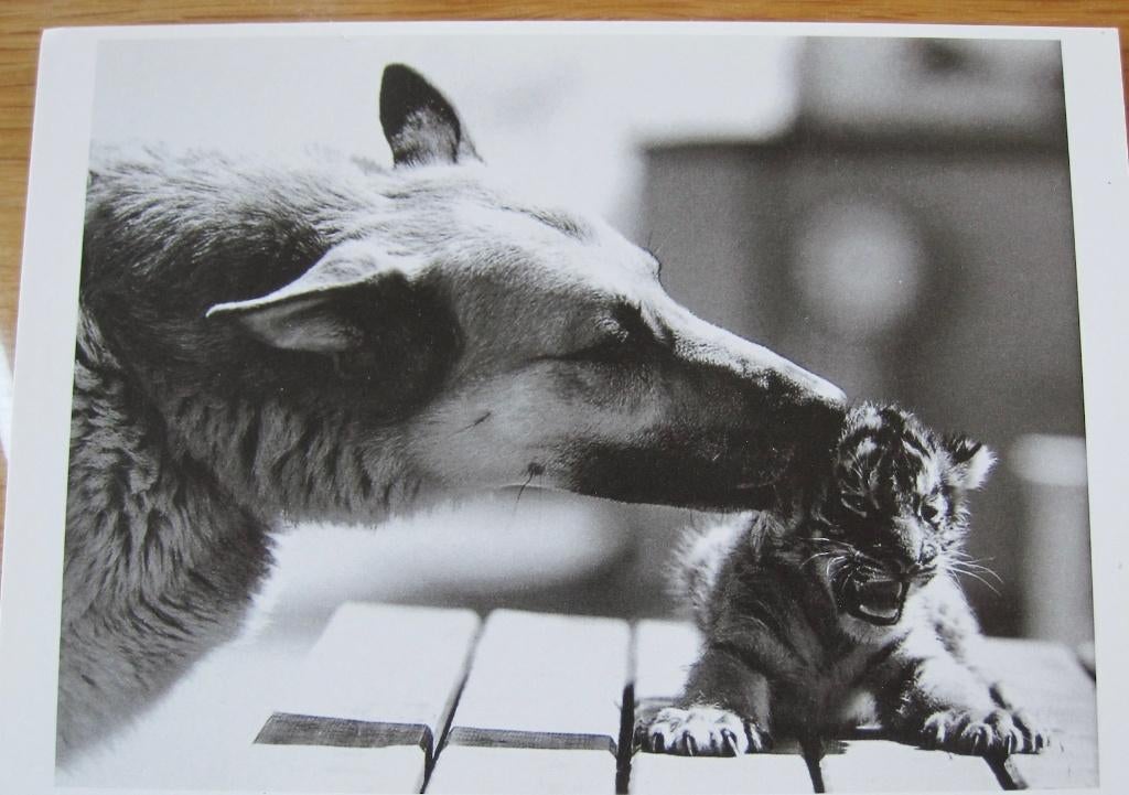 Hond likt leeuw - foto van Mike Hollist - 1987 - nieuw, Verzenden, 1980 tot heden, Ongelopen, Hond of Kat