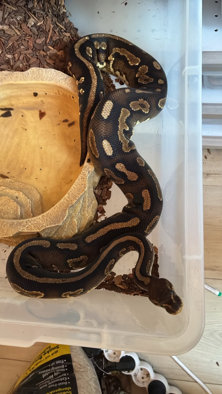 Ballpython (koningspython) Ball Python - unknown for sale from manouk van Oeveren
