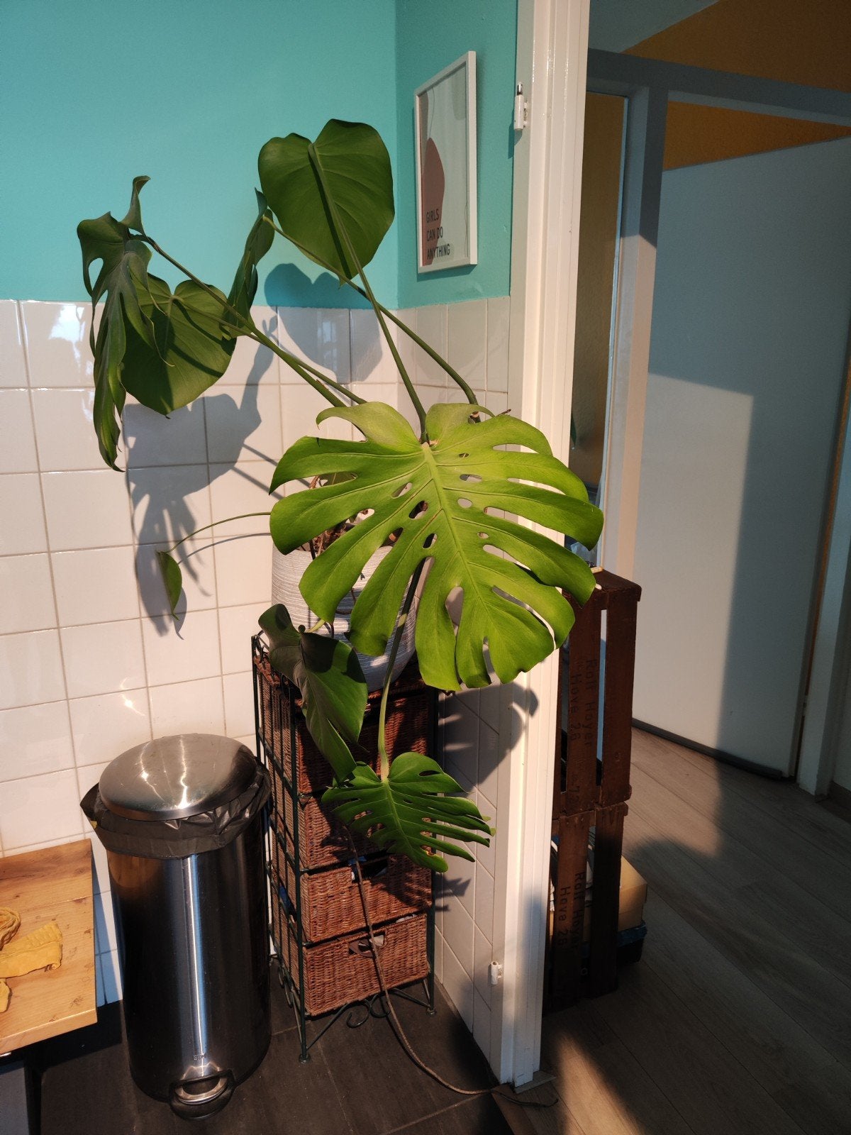 Monstera incl pot., Huis en Inrichting, Kamerplanten, Groene kamerplant, Ophalen, Halfschaduw, 100 tot 150 cm