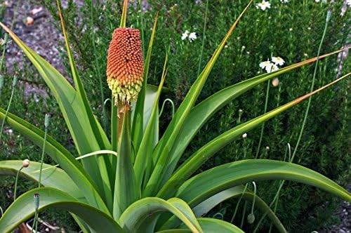 Kniphofia Northiae, Tuin en Terras, Overige soorten, Volle zon, Vaste plant, Ophalen of Verzenden