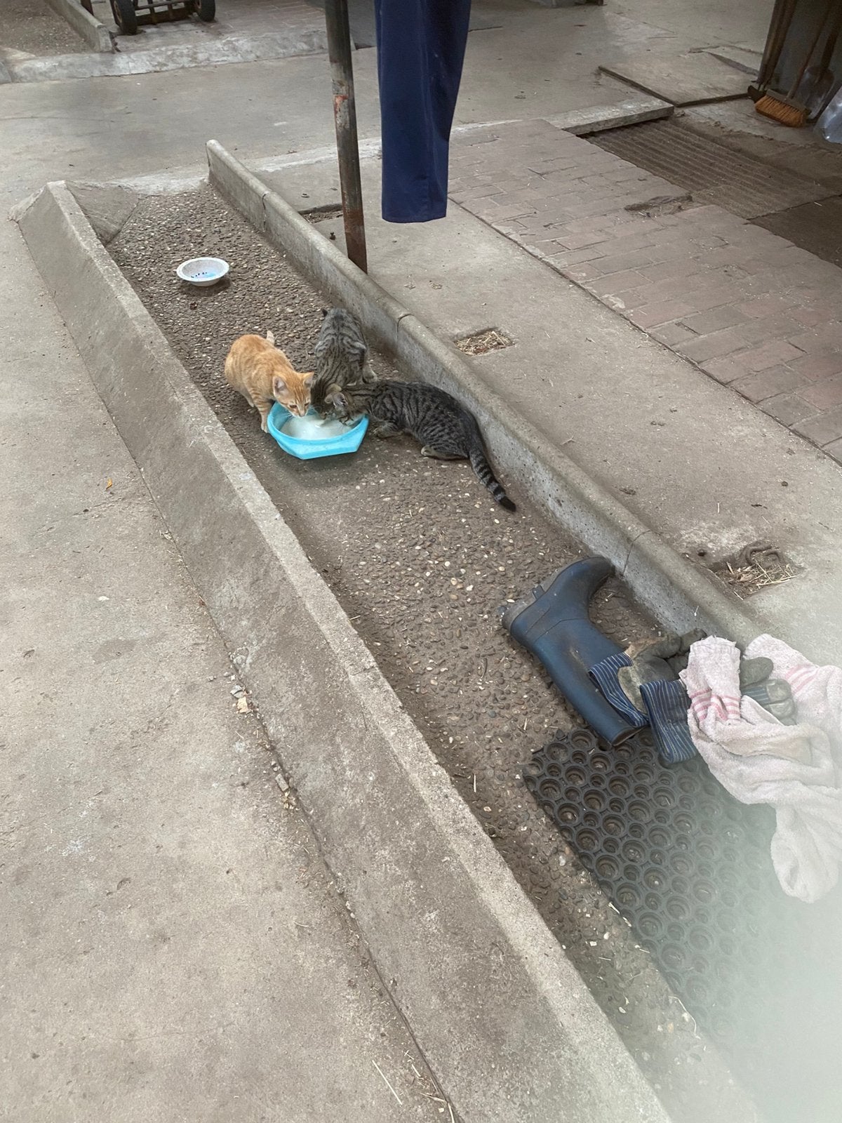 Kittens 2, Dieren en Toebehoren, Meerdere dieren, Kortharig, 0 tot 2 jaar