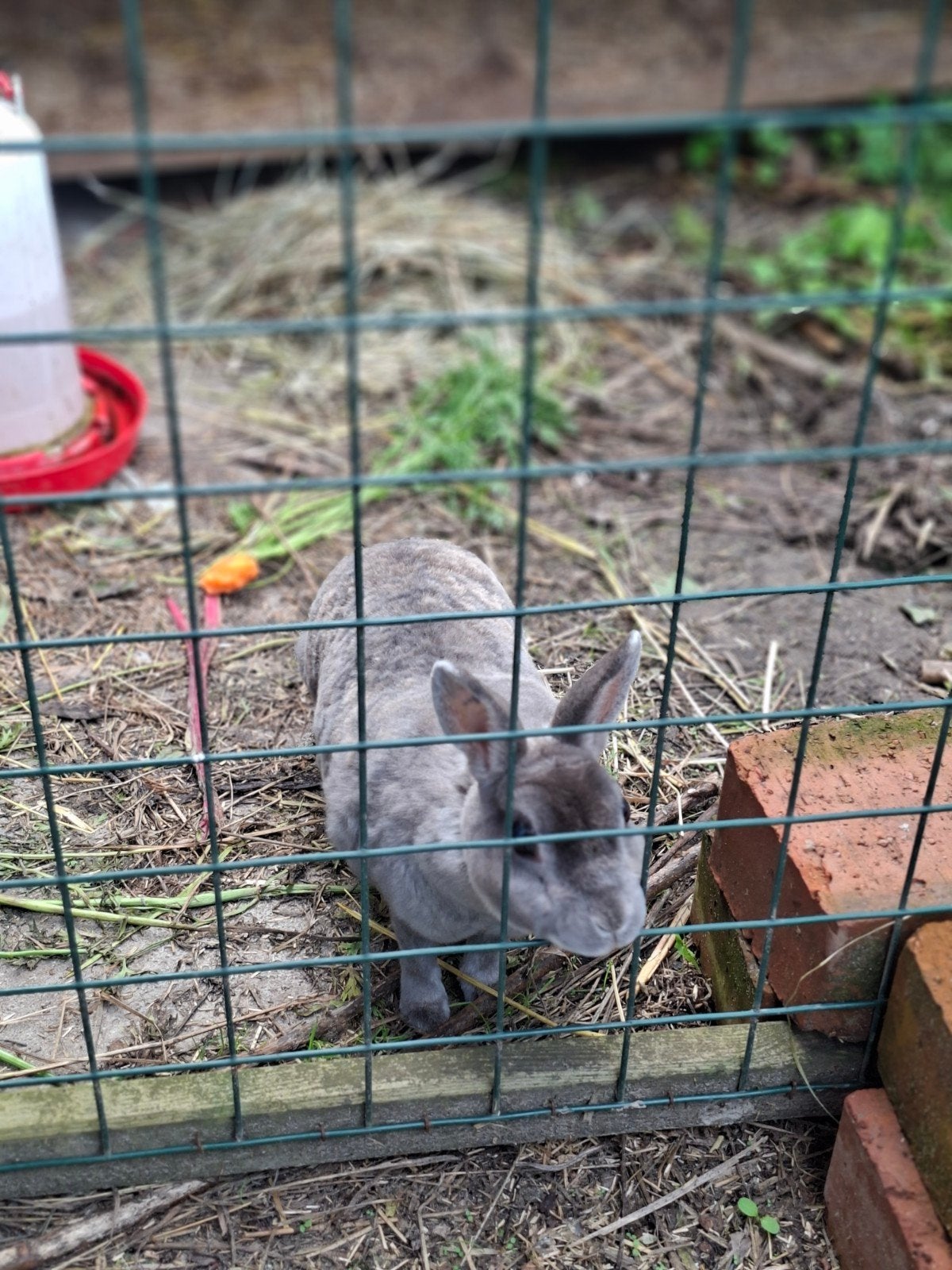 Mini Rex voedster te koop (niet gesteriliseerd).
Haar maatje, Vrouwelijk, Dwerg, 3 tot 5 jaar