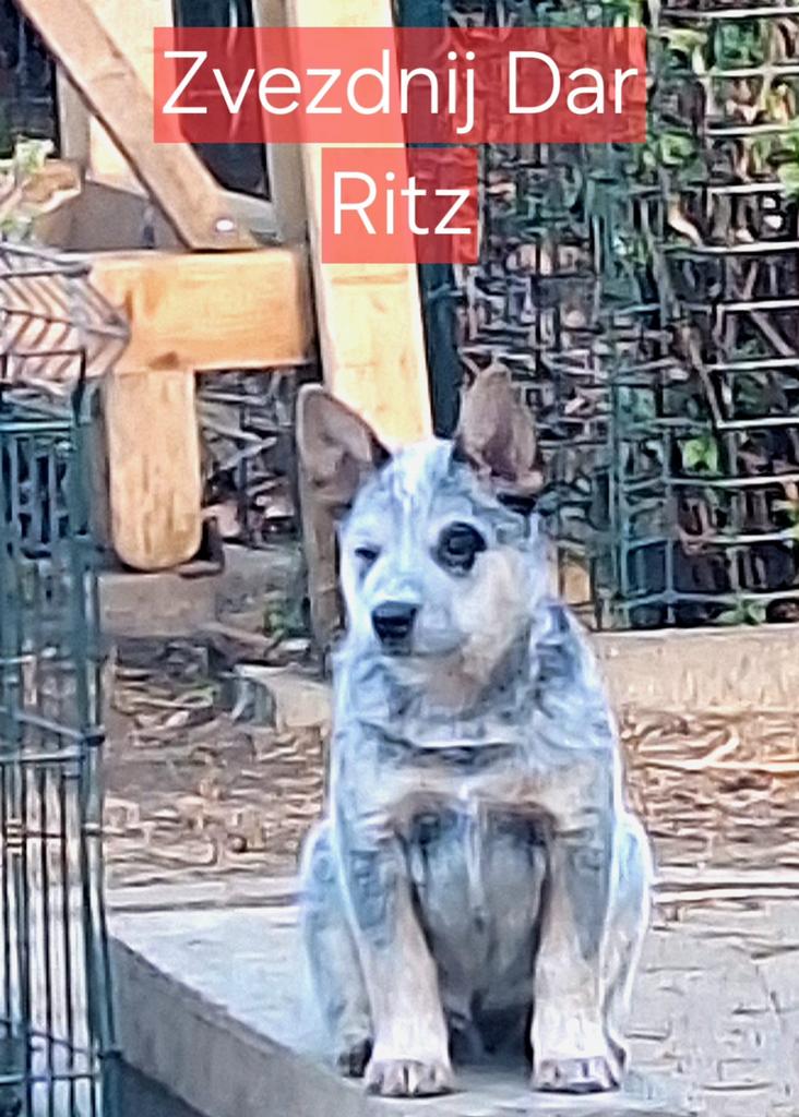 Australian Cattle Dog Puppies Still Available for Sale, Dieren en Toebehoren, Honden | Herdershonden en Veedrijvers, Fokker | Hobbymatig