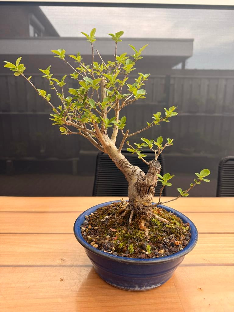 Bonsai Liguster - 36cm hoog, 4,5cm stam, 35cm pot, Ophalen of Verzenden