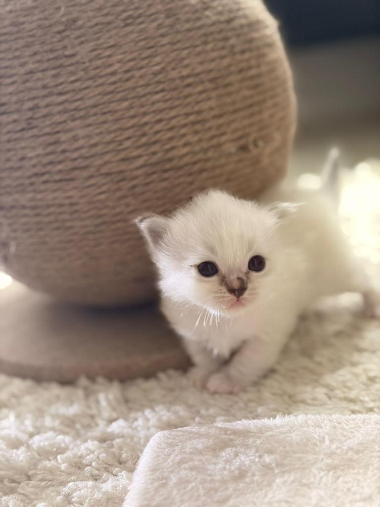 Laatste 2 ragdolls door annulering beschikbaar, Meerdere dieren, 0 tot 2 jaar