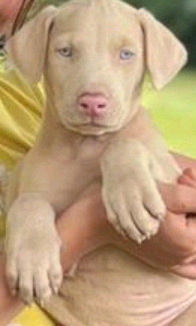 Witte Dobermann pup (crème kleurig), België, Fokker | Hobbymatig, Overige rassen, 8 tot 15 weken