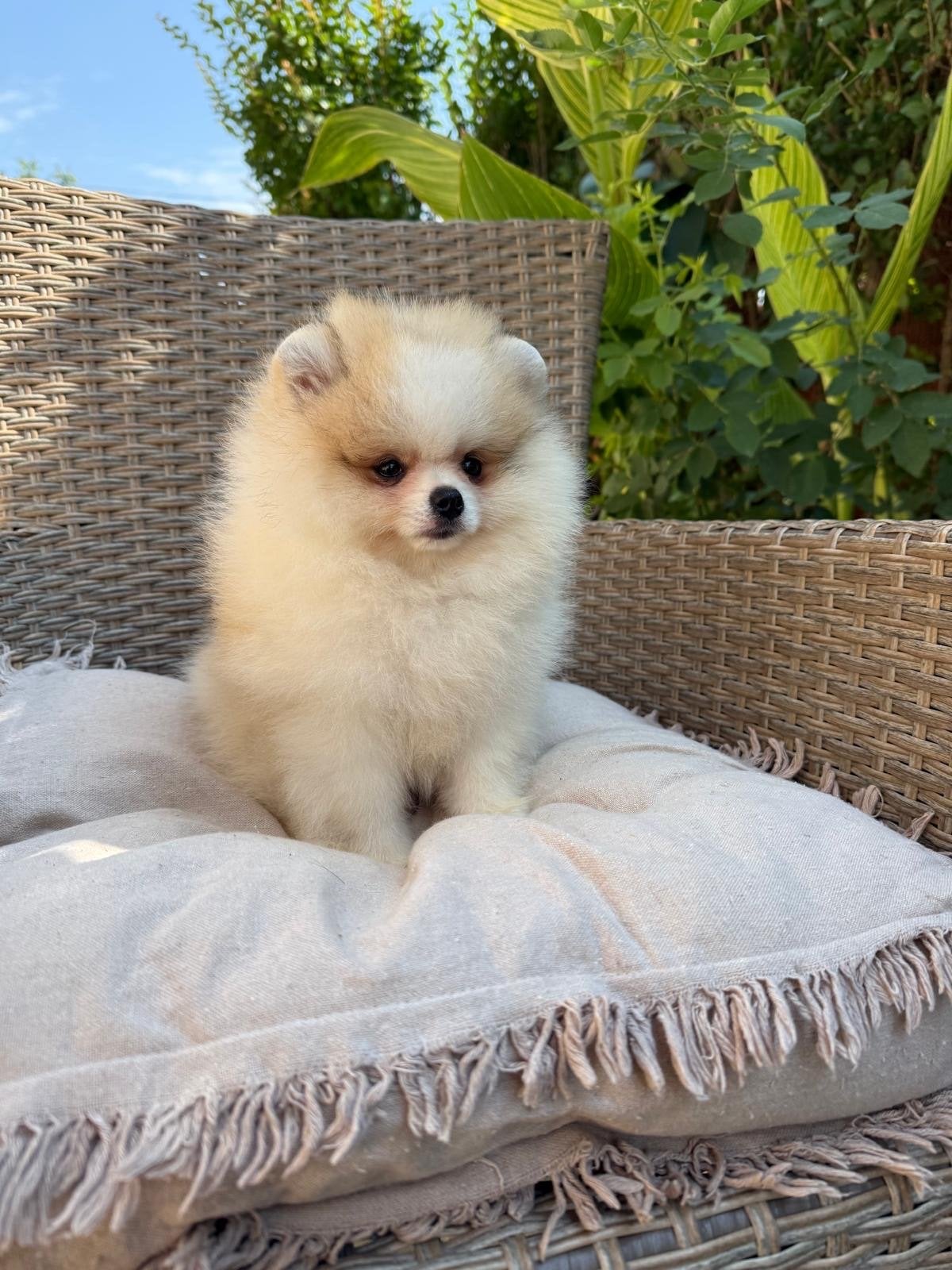 Pomeriaan pups, Overige rassen, 8 tot 15 weken, Buitenland, Parvo