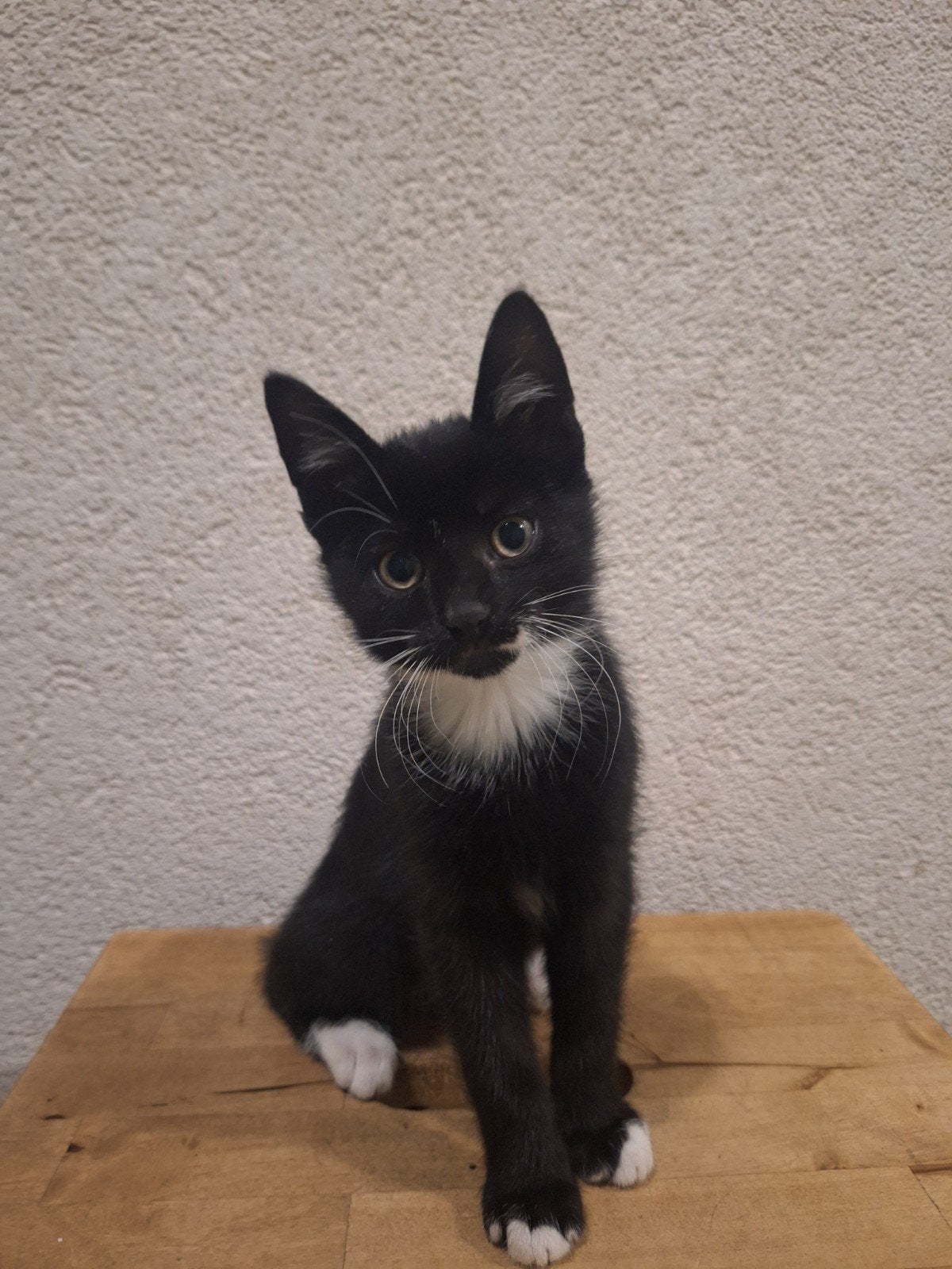 Aanhankelijke kittens te koop (alleen per 2), Dieren en Toebehoren, Meerdere dieren, Kortharig, 0 tot 2 jaar