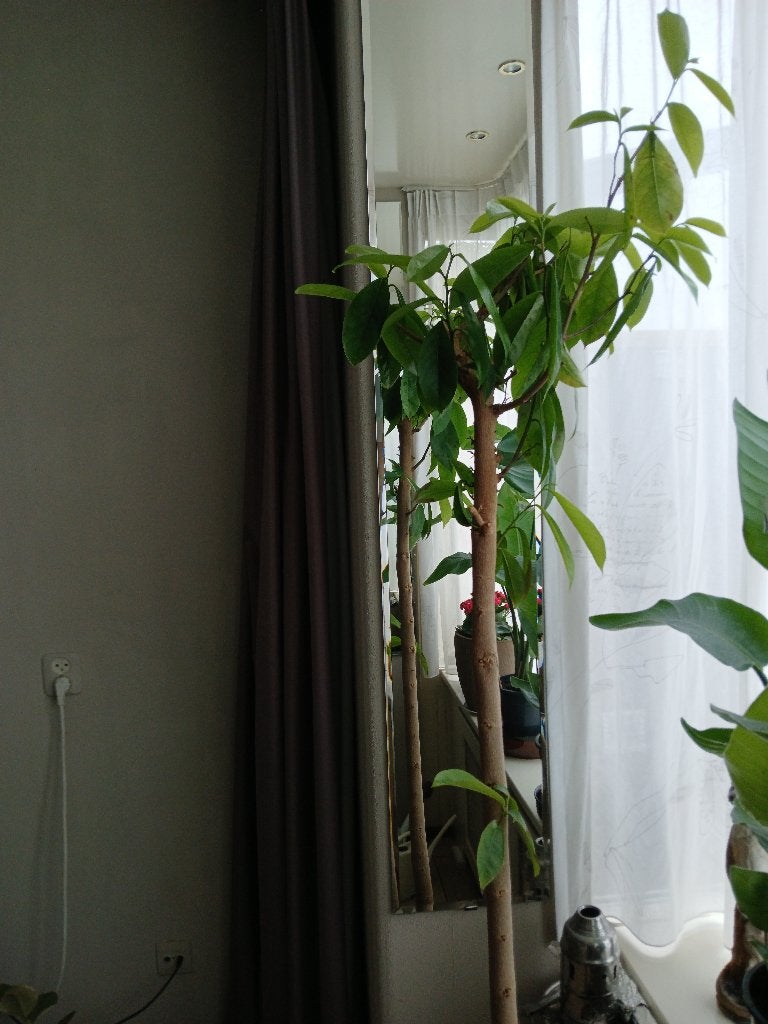 zuurzak boom, 190 cm hoog (inc. pot), Tuin en Terras, Halfschaduw, Overige soorten, 100 tot 250 cm, Zomer