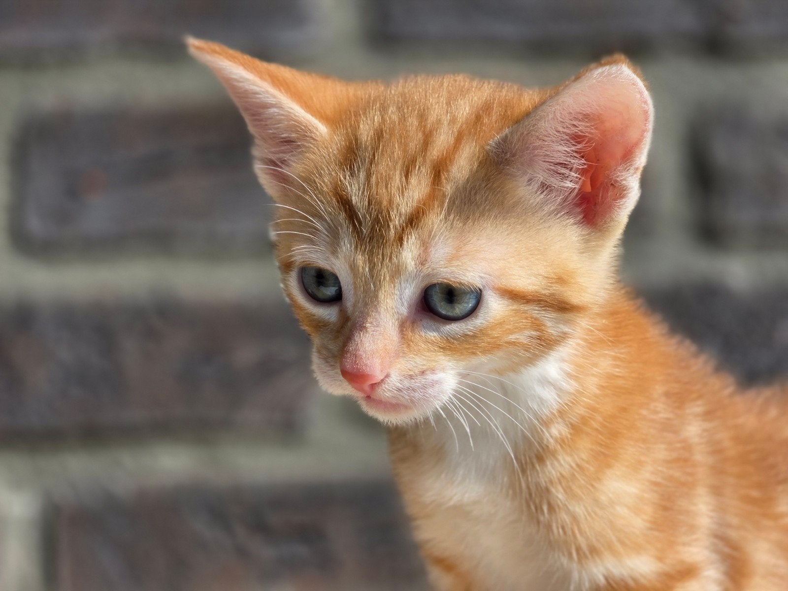 kittens, Meerdere dieren, Kortharig, 0 tot 2 jaar