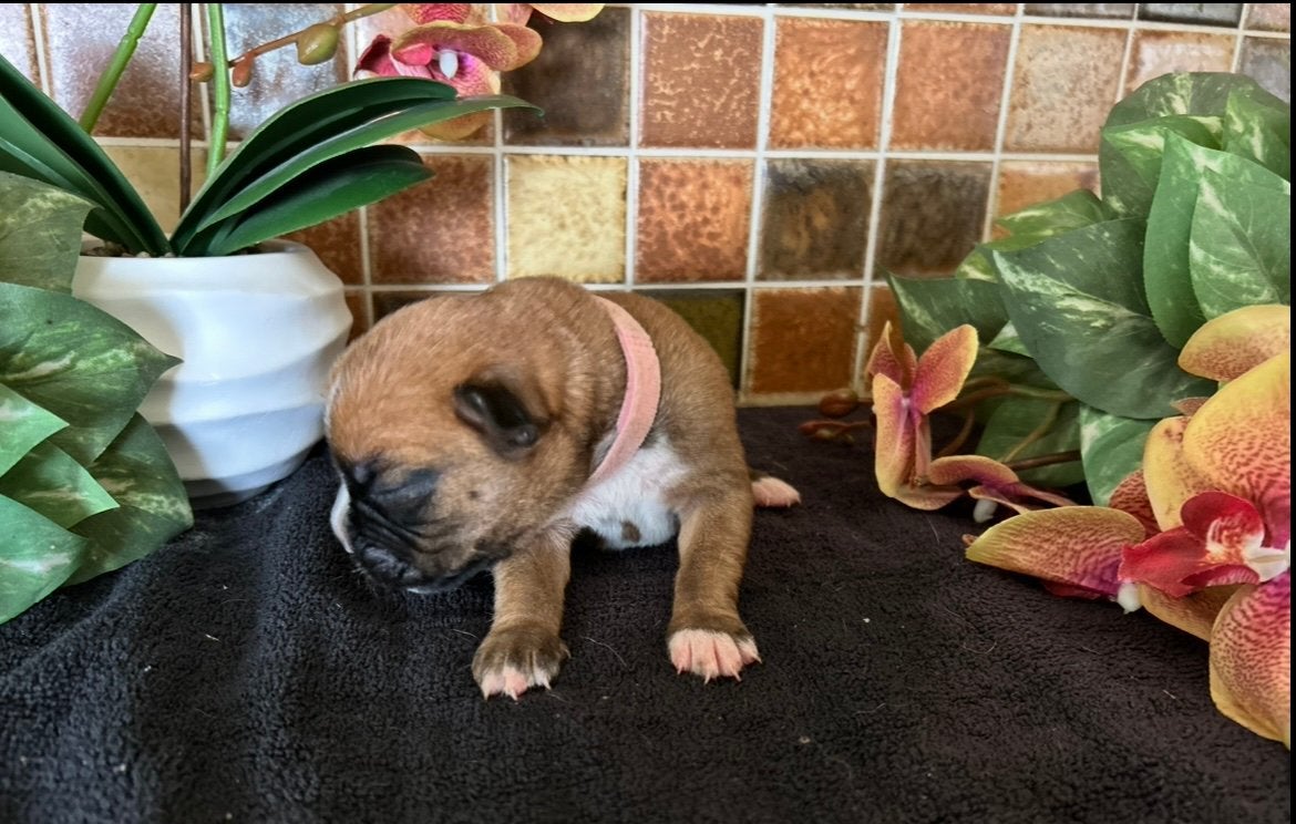 Prachtige boxer pups/ puppy, Dieren en Toebehoren, Parvo, België, Particulier, 8 tot 15 weken