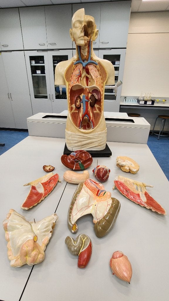 oude gipsen anatomie torso (compleet) 15 delig 93 cm, Antiek en Kunst, Ophalen
