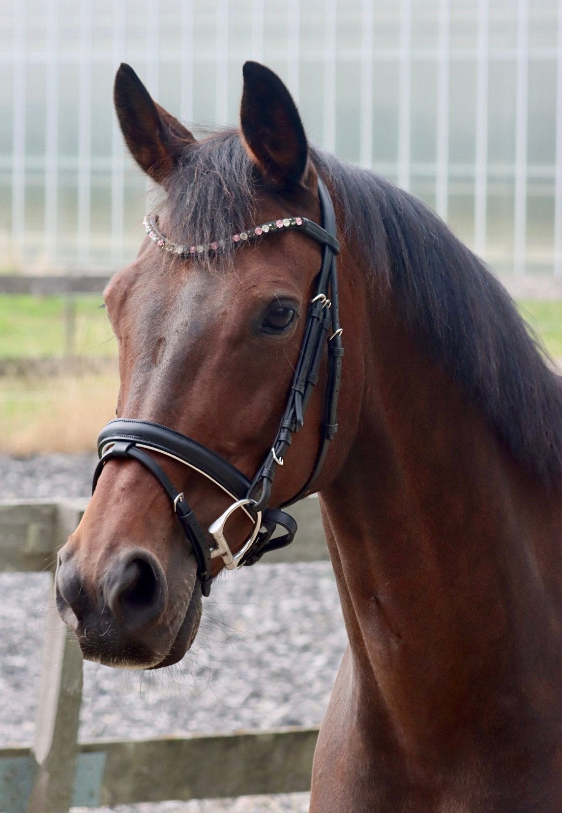 Brave 15 jarige Z dressuur merrie, Dieren en Toebehoren, Merrie, 11 jaar of ouder, Met stamboom, Z