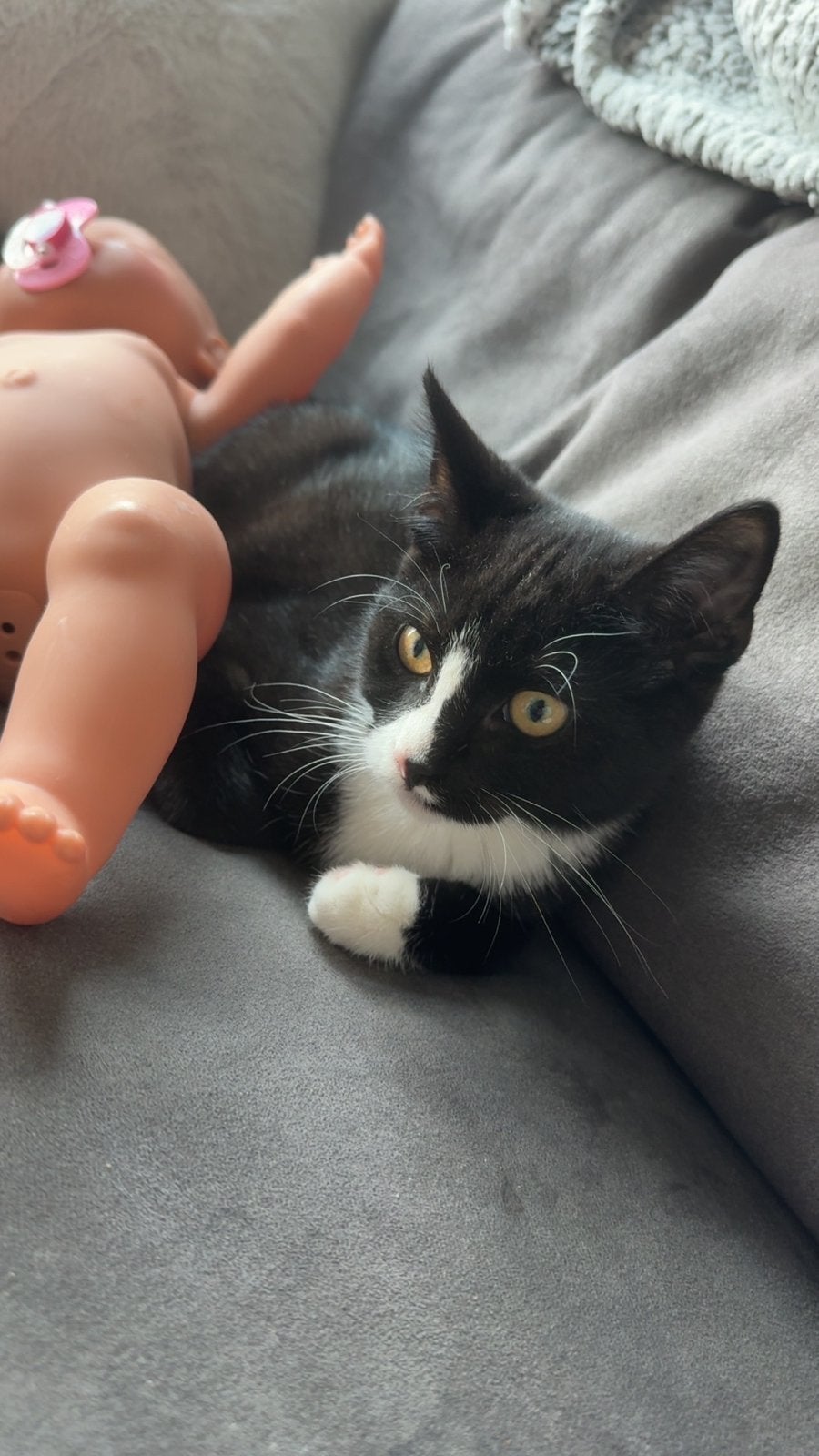 Huisje gezocht voor Macho, Dieren en Toebehoren, Kater