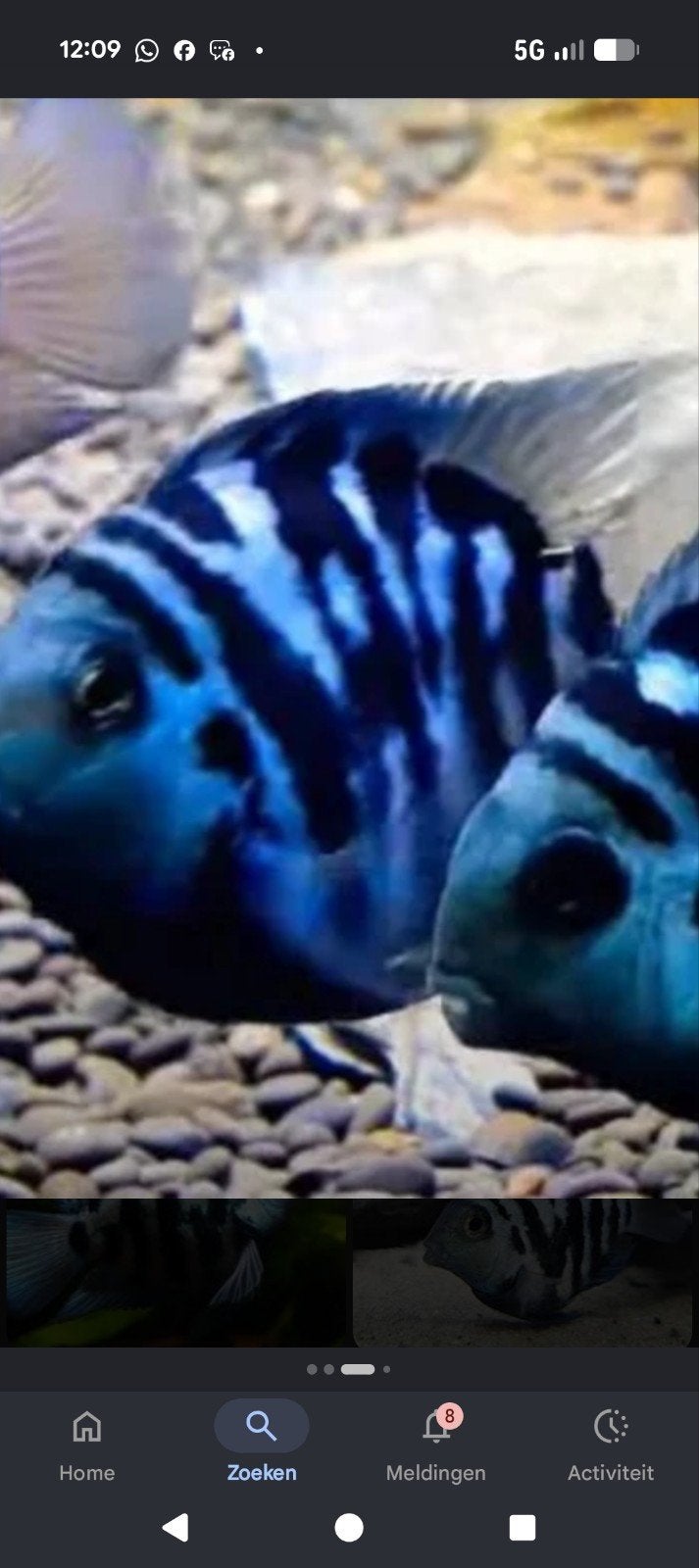 bleu parrot chicliden..