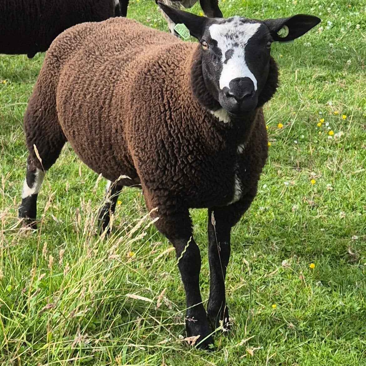 Bonte ram, Mannelijk, Schaap, 0 tot 2 jaar