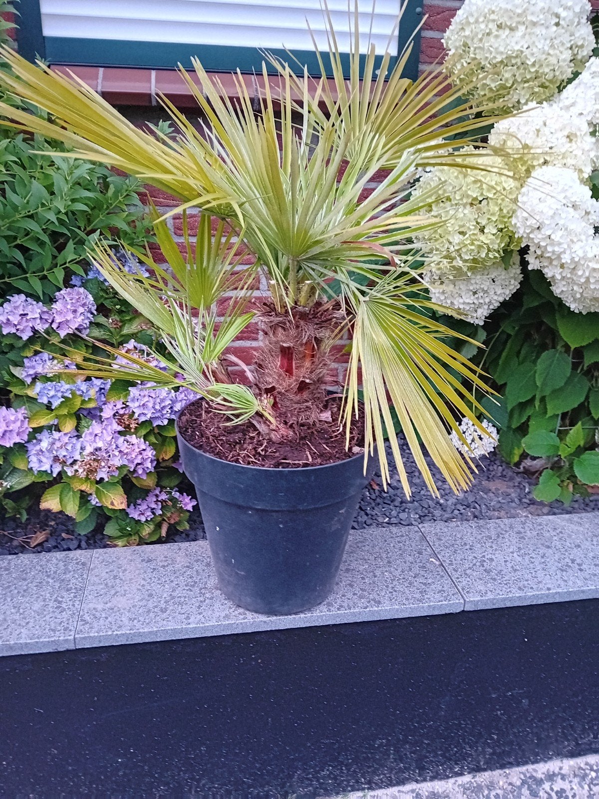 Palmboom Humillis, Ophalen