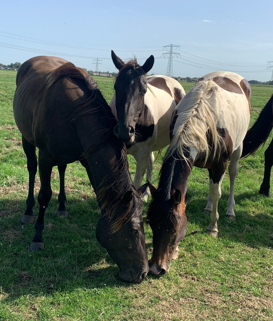 Paint & Appaloosa DNA Getest Panel 6 Vrij, Merries & Hengst, Dieren en Toebehoren, Met stamboom, Minder dan 160 cm, 0 tot 2 jaar