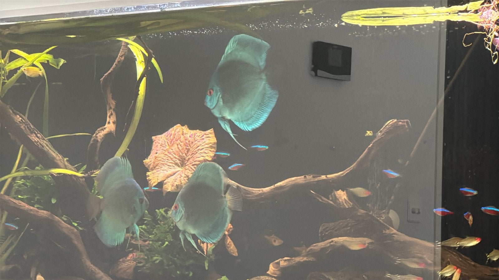 Tropische vissen te koop, Vis, Zoetwatervis