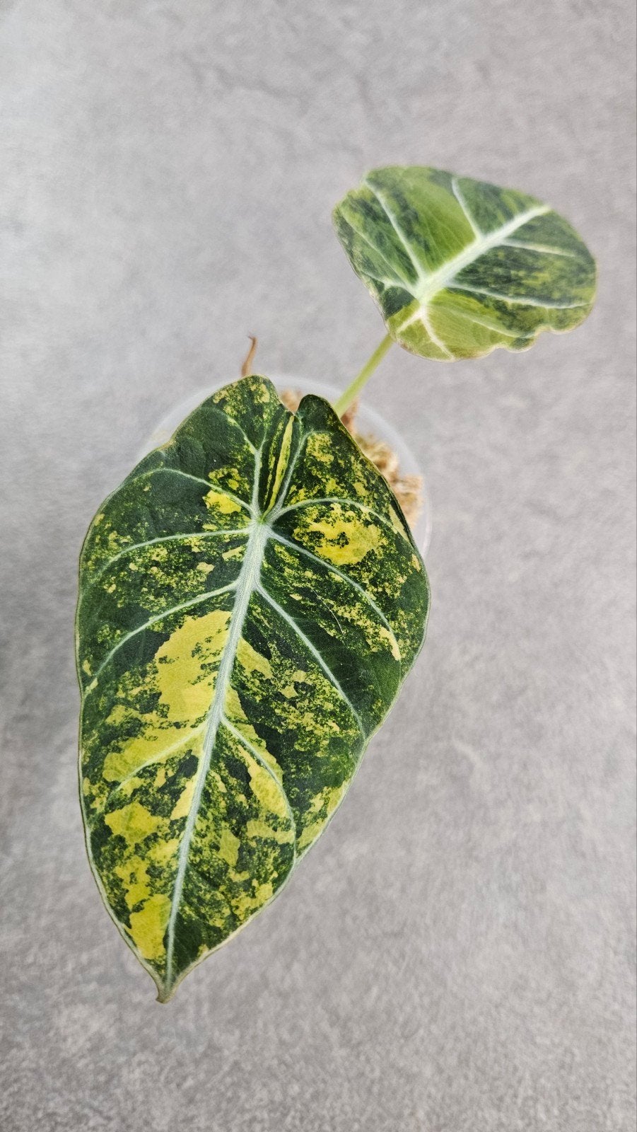 Alocasia 'Black Velvet' Gold Variegata, Ophalen of Verzenden, Halfschaduw, Minder dan 100 cm