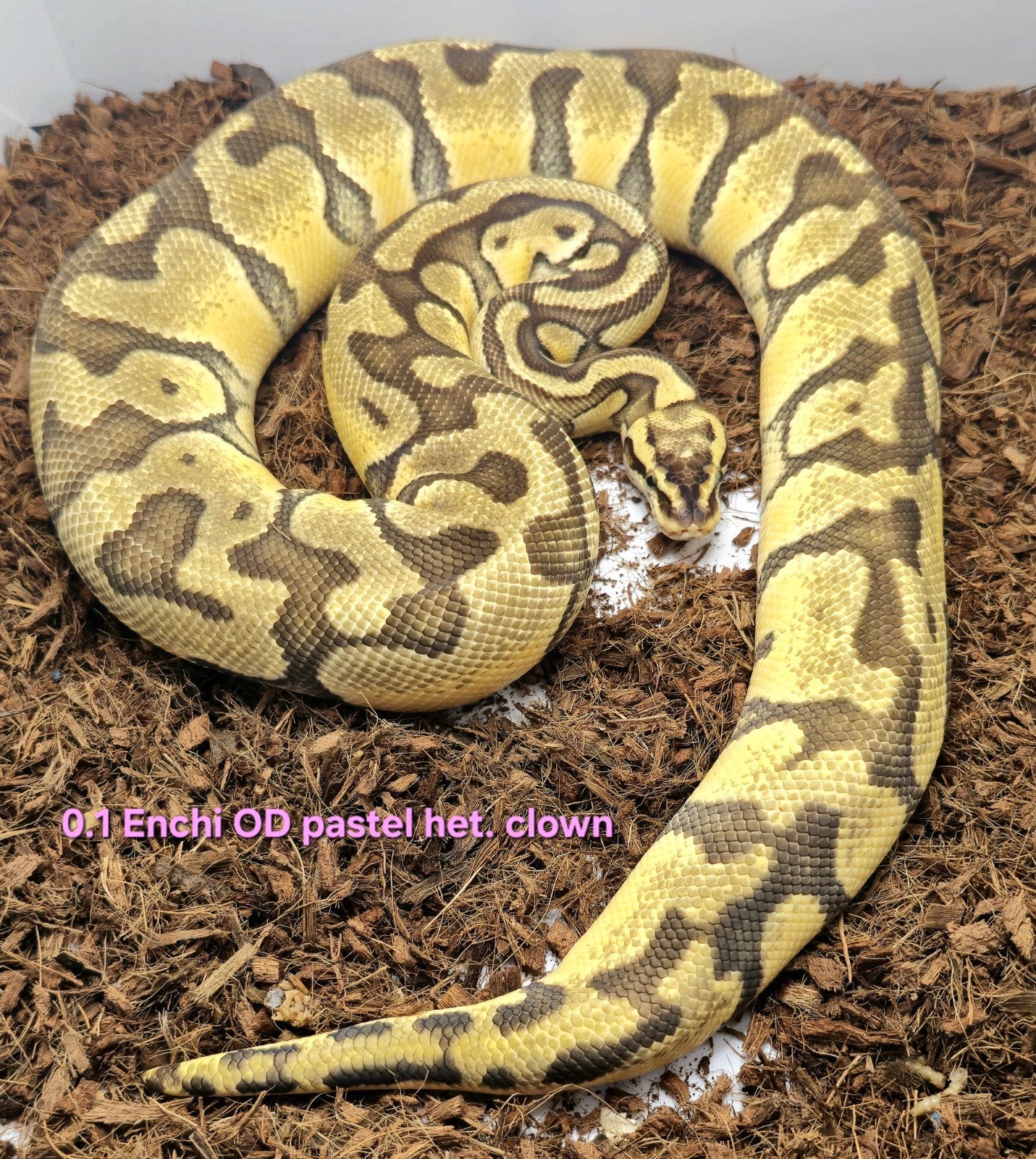 Volwassen koningspythons, lage prijzen Ball Python photo 5