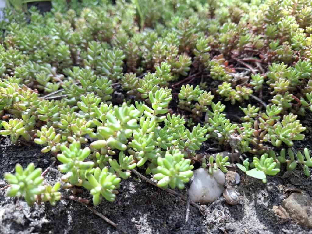 Vetkruis (Sedum) - Sterke bodembedekker voor elke tuin, Ophalen of Verzenden