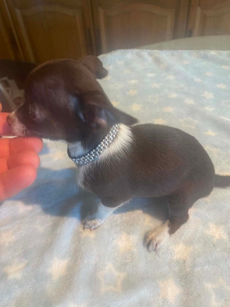 Chihuahua puppy echte mini super mooie kleintjes raszuiver, Nederland, 8 tot 15 weken, Meerdere, Meerdere dieren