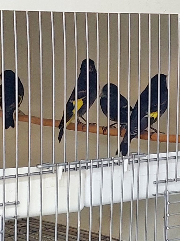 Zwarte sijzen, Dieren en Toebehoren, Meerdere dieren, Tropenvogel, Geringd