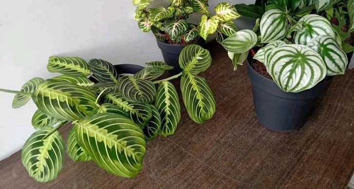2 kamerplanten 30-40cm incl potten, Huis en Inrichting, Kamerplanten, Ophalen, Overige soorten, Halfschaduw, In pot