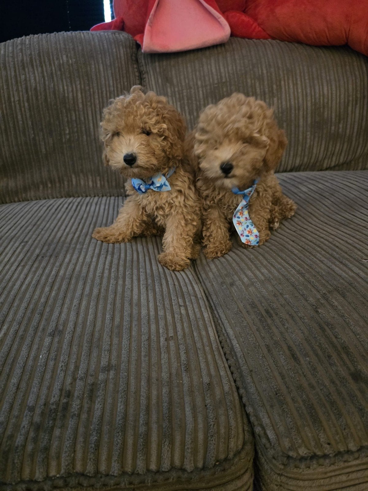 Prachtige poedel pups toypoedel mini poedel, Dieren en Toebehoren, Poedel, Parvo, 8 tot 15 weken, Meerdere