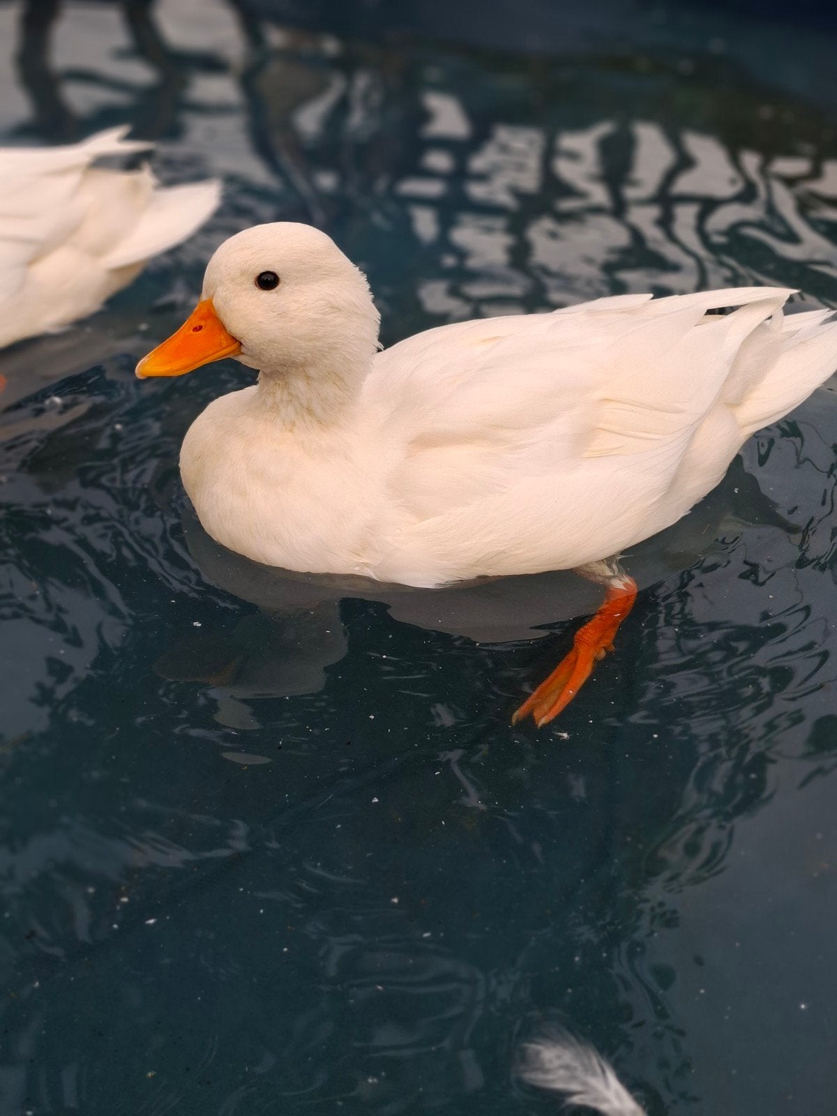 3 witte Hollandse kwakers woerden met korte snavel, Dieren en Toebehoren, Meerdere dieren, Eend