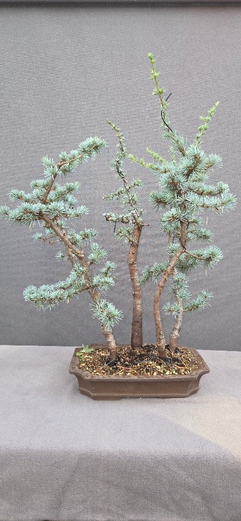 Bonsai groep Cedrus Lebani, Bloeit niet, Minder dan 100 cm, Volle zon, In pot
